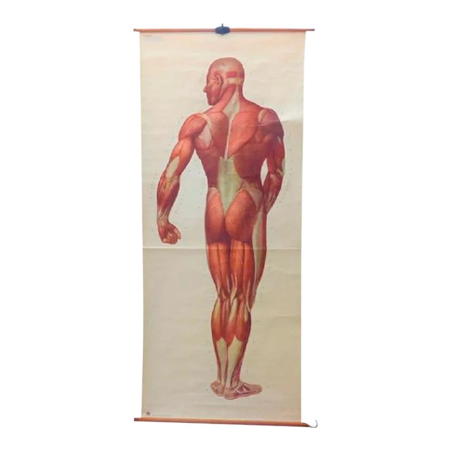 Vintage School Board "Muscle of Man", Germany, 1950s For Sale