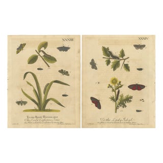 Albin, Moths and Caterpillars on Grass & Flowering Plants, 1720, Prints, Set of 2 For Sale
