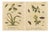 Albin, Moths and Caterpillars on Grass & Flowering Plants, 1720, Prints, Set of 2 For Sale