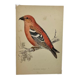 Antique Hand Tinted Bird Print From England Featuring a Red & Black Two-Barred Crossbill - Circa 1880 For Sale