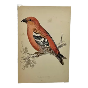 Antique Hand Tinted Bird Print From England Featuring a Red & Black Two-Barred Crossbill - Circa 1880