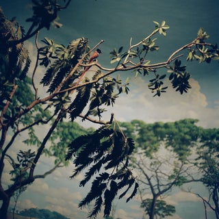 Photograph - Bird on a Tree For Sale
