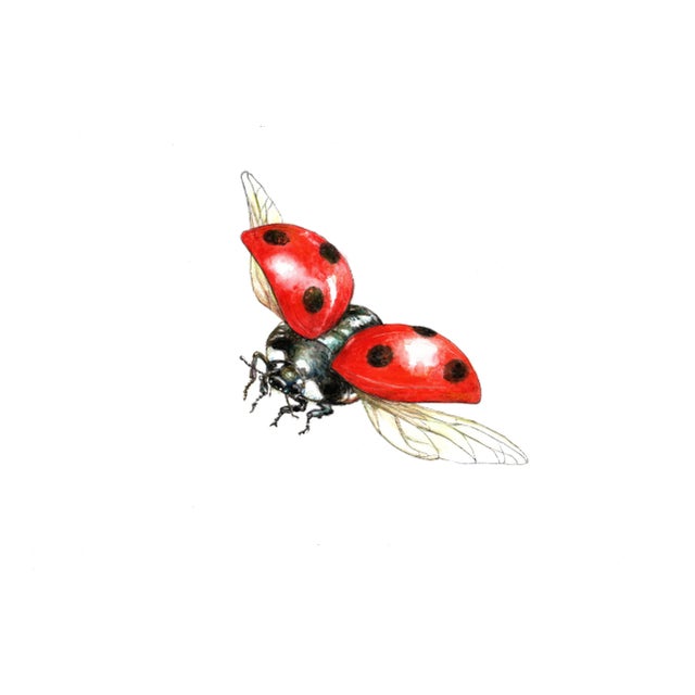 Juris Utāns, Flying Ladybug, 2000s, Mixed Media & Paper For Sale