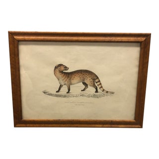 Vintage Framed Zoology Illustration: "Pale Genet, Viverra Pallida. 1/2 Natural Length. China" For Sale