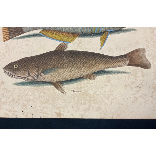 Nautical Mark Catesby Engraving, "Puddingwife Wrasse and Carolina Whiting Fish" For Sale - Image 3 of 11