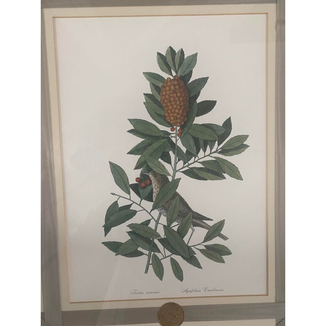 White 1980s Mark Catesby Hand-Colored Engraving Prints Set of 4 For Sale - Image 8 of 13