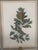 White 1980s Mark Catesby Hand-Colored Engraving Prints Set of 4 For Sale - Image 8 of 13