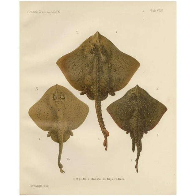 W. v. Wright, Thornback and Starry Rays from Pisces Scandinaviae, 1895, Lithograph For Sale - Image 10 of 10