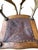 1900 - 1909 Antique German Antler Chair For Sale - Image 5 of 6