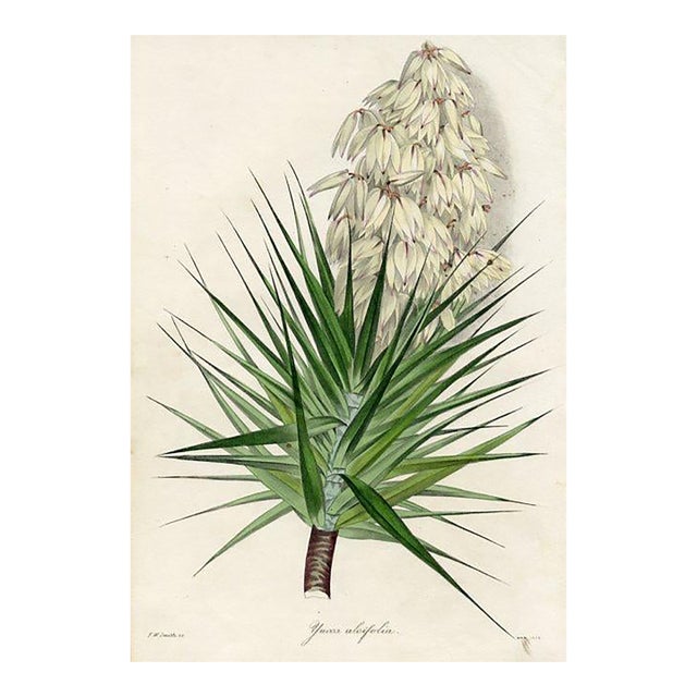 1836, Yucca Botanical Print From Joseph Paxton, Original Antique Botanical Print, Lithograph, Hand-Colored, England For Sale
