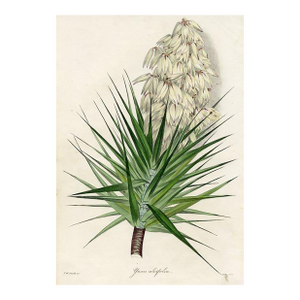 1836, Yucca Botanical Print From Joseph Paxton, Original Antique Botanical Print, Lithograph, Hand-Colored, England