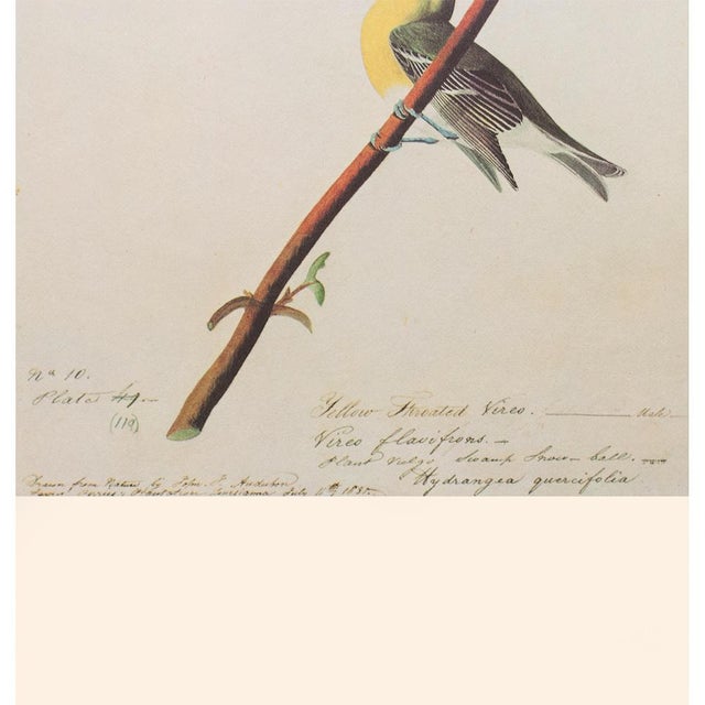 1960s Yellow-Throated Vireo After Audubon, 1966 American Classical Print For Sale - Image 5 of 8