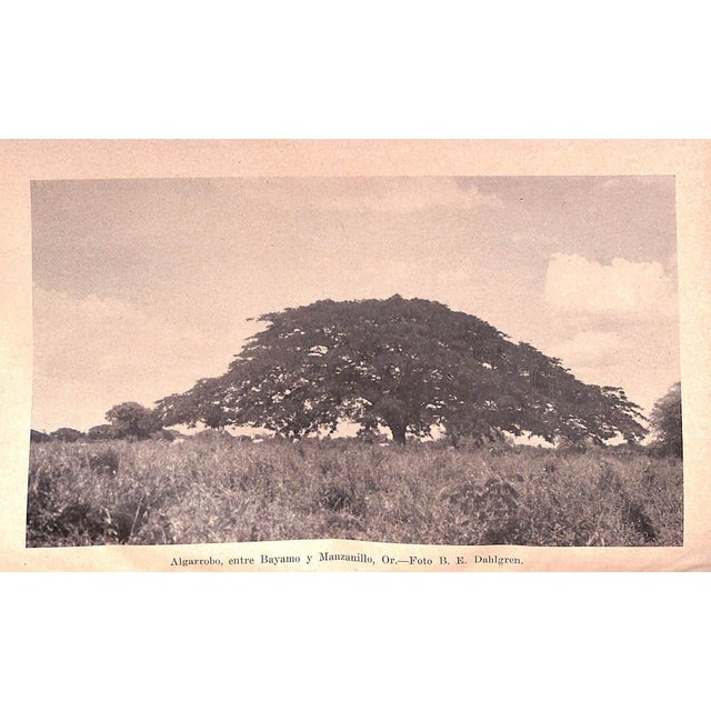 "Flora De Cuba Volumen II Dicoteledoneas: Casuarinaceas a Meliaceas" 1951 Hno. Leon Y Hno. Alain For Sale In New York - Image 6 of 11