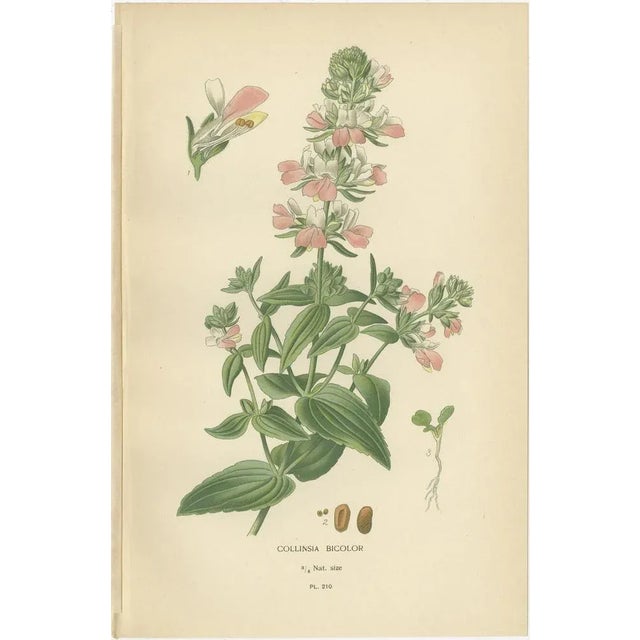 Beard-Tongue, Collinsia, Zaluzianskya and Monkey Flower, 1897, Paper, Set of 4 For Sale - Image 3 of 6