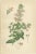 Beard-Tongue, Collinsia, Zaluzianskya and Monkey Flower, 1897, Paper, Set of 4 For Sale - Image 3 of 6
