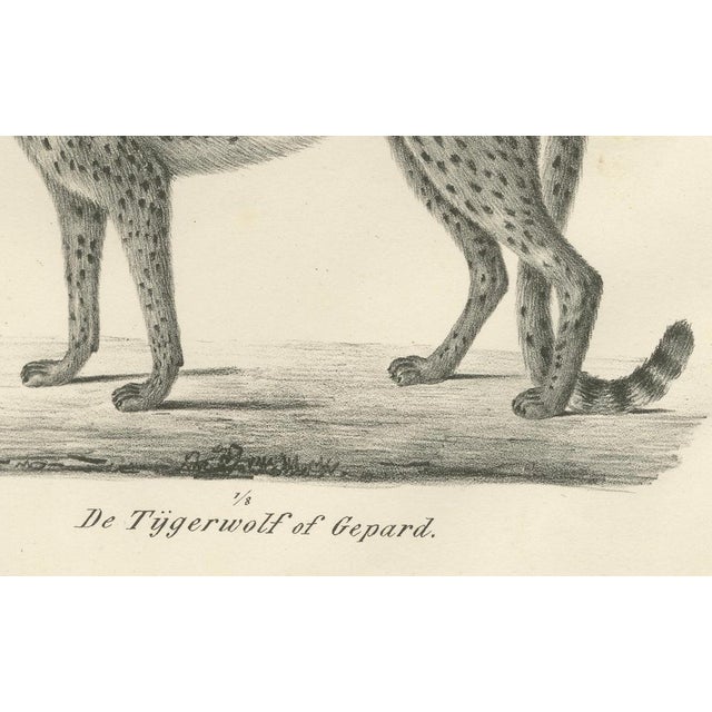 C.C. G. Zool., The Puma and Cheetah in Graceful Stances, 1836, Lithograph For Sale - Image 3 of 10