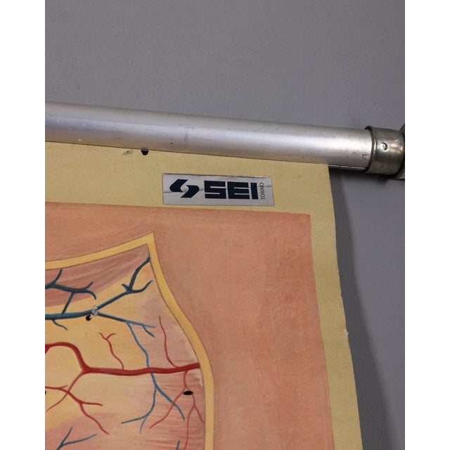 Vintage School Poster Breathing and Blood Circulation from Lehrmittelverlag Wilhelm Hagemann, 1970s For Sale - Image 4 of 14
