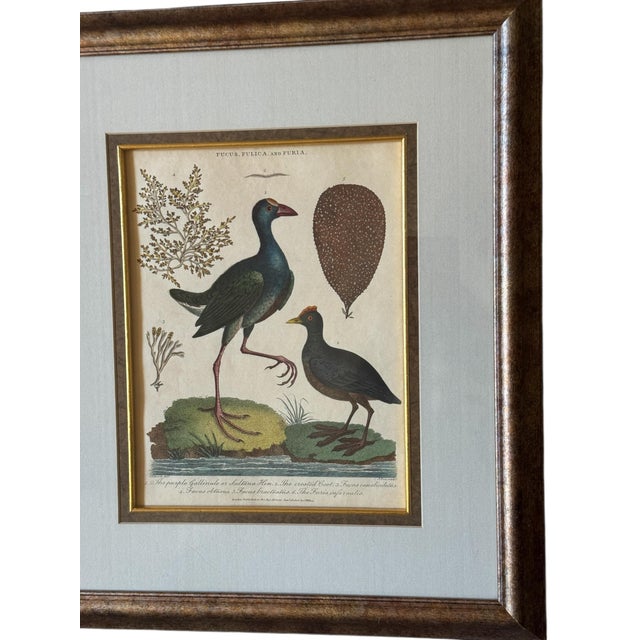 Early 19th Century John Pass After J Wilkes Birds Engraving, c.1806 For Sale - Image 5 of 8