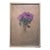 Cyclamen For Sale