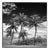 Paul Cooklin, Coconut Trees, Santa Maria Beach, Havana, Cuba, Edition of 50 For Sale