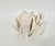 White Rare Natural Cups Coral Specimen For Sale - Image 8 of 8