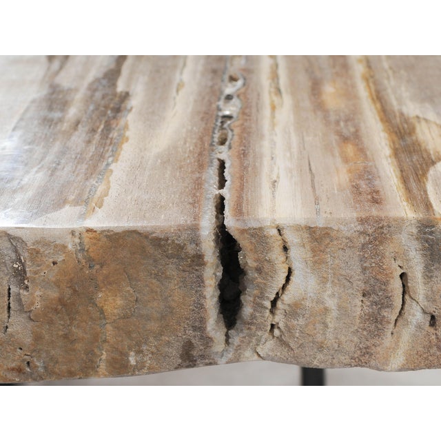 Petrified Wood Coffee Table on Steel Frame by Xyleia Petrified Wood, in New conditions. Designed from 2000