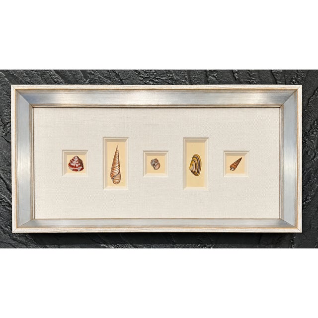 Antique Coastal Seashell Prints | Custom Framed Museum Glass | by Donovan, Circa 1804 For Sale - Image 4 of 5