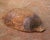 Wood 19th Century French Hand-Carved Elm Dough Bowl With Handles For Sale - Image 7 of 7