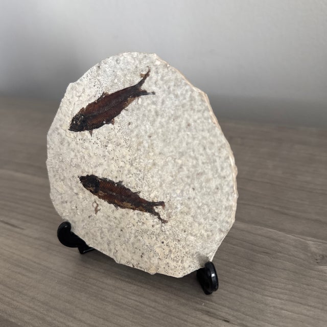 Fossil Knightia Fish From the Green River Formation in Wyoming - With Stand. For Sale - Image 4 of 7