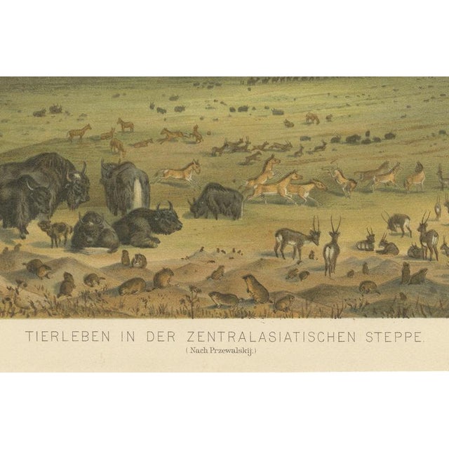 German School after Nikolai Przhevalsky, Wildlife of the Central Asian Steppe Natural History Lithograph, 1883, Lithograph For Sale - Image 6 of 9