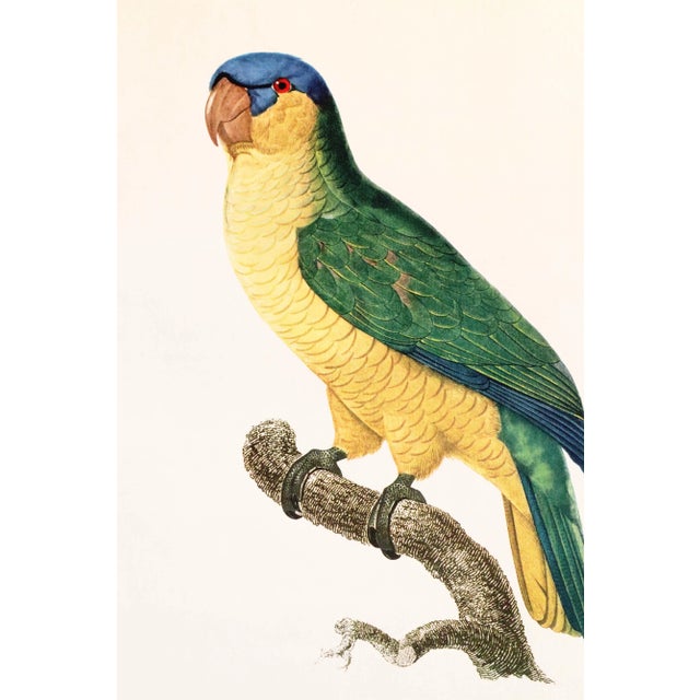 French Provincial 1960s French Bird Print, Jacques Barraband, the Blue-Capped Parrot For Sale - Image 3 of 4