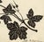 An original c.1800 silhouette paper cut – Barbara Anne Townshend, The Pencil'd Geranium.This stunning and exceptionally...