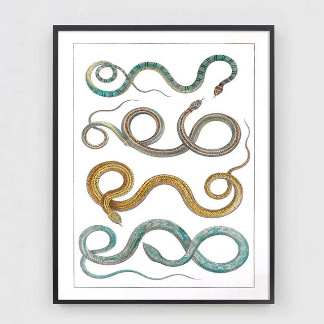 American Reproduction Vintage Snakes in Desert Colors Unframed Print For Sale - Image 3 of 3