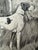 Original graphite pencil drawing by American artist and illustrator Theodore E. Schrock (1879–1952), depicting a hunting...
