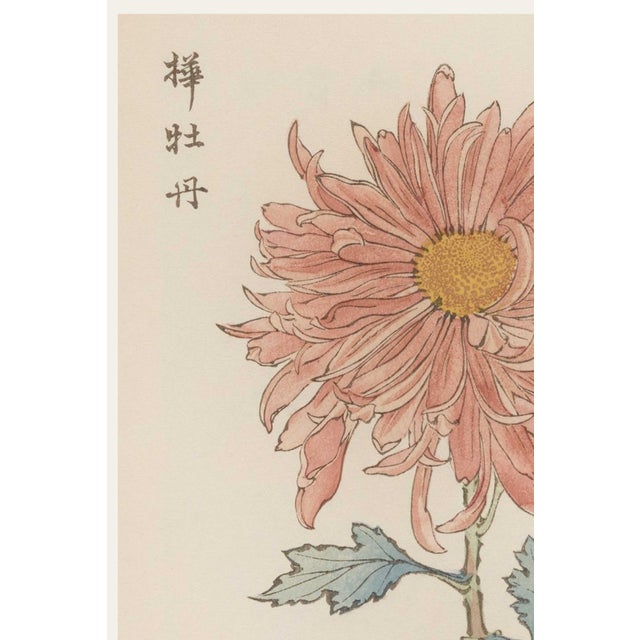Originally created as Plate 15 from Keika Hyakugiku (One Hundred Chrysanthemums) in 1893, this graceful botanical...