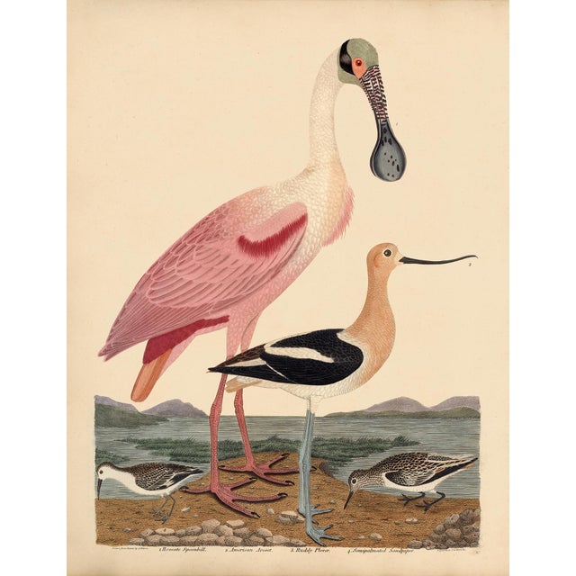 Pink Early American Poster, Spoonbill and Shore Birds For Sale - Image 8 of 8