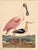 Pink Early American Poster, Spoonbill and Shore Birds For Sale - Image 8 of 8