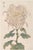Blush Mum by Hasegawa, Vintage Japanese Botanical Art Print, 20" X 30" For Sale
