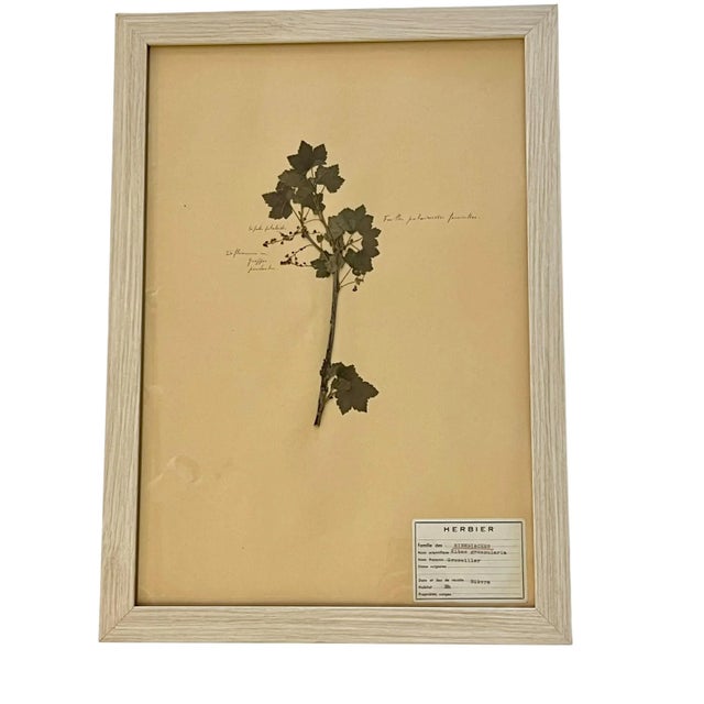Vintage Set of 4 French Custom Framed Herbarium Herbiers Botanical Specimens For Sale - Image 10 of 13