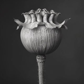 Poppy Pod Head No. 1 - Black and White Botanical Floral Photograph Print | Karl Blossfeldt | Unframed For Sale