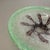 1930s Large Art Deco Baushaus Glass Bowl by Karl Wiedmann for WMF Ikora, 1930s For Sale - Image 5 of 18