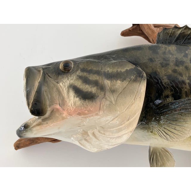 Late 20th Century Largemouth Bass Wall Mount on Driftwood, Rustic Lodge Decor For Sale - Image 9 of 12
