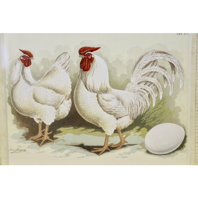 Antique German Framed Chicken Print Chairish