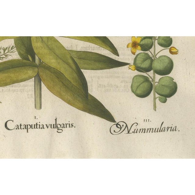 Basilius Besler Spurge, Glasswort & Pennywort Botanical Engraving, 1613, Engraving For Sale - Image 6 of 10
