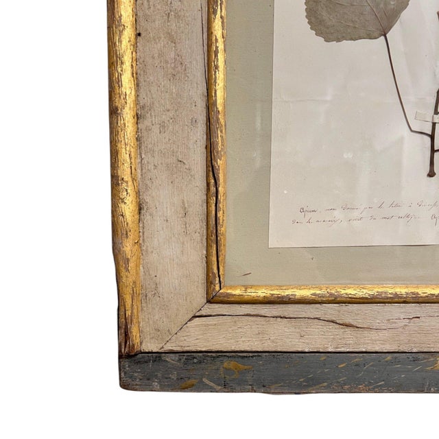 Paper 18th Century Swedish Framed Botanical Collection For Sale - Image 7 of 7