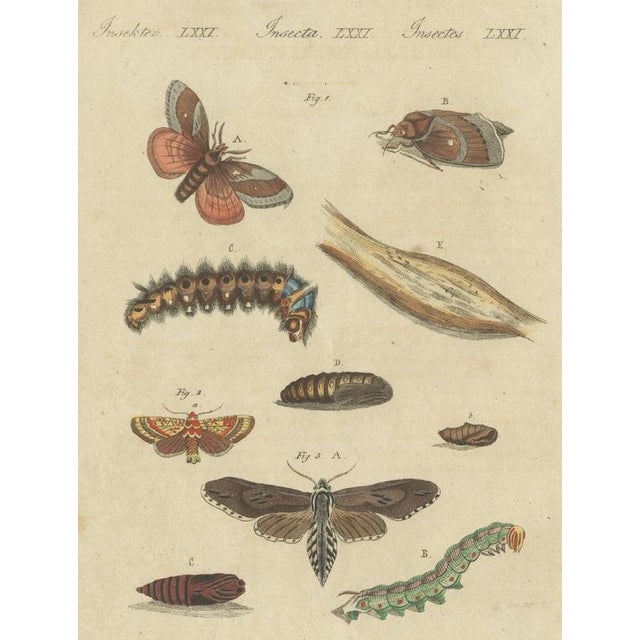 Bertuch, Moth Life Cycles with Caterpillars, 1815, Print For Sale - Image 12 of 12