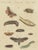 Bertuch, Moth Life Cycles with Caterpillars, 1815, Print For Sale - Image 12 of 12