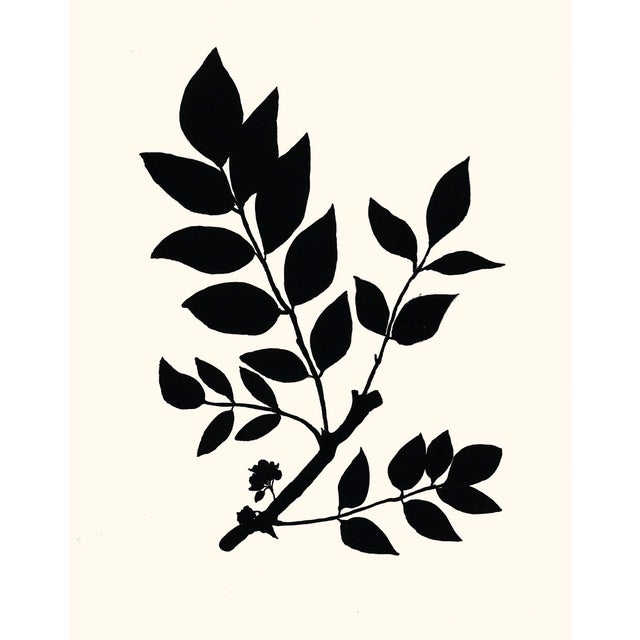 Prickly Ash, Giclée Print by Philippa Katz For Sale