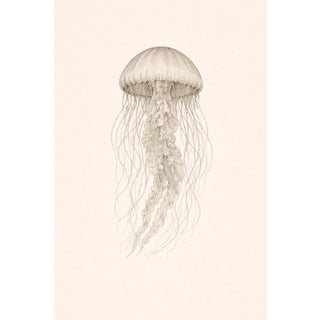 Delicate Sea Nettle Study, Coastal Botanical Jellyfish Art Print, 24" × 36" For Sale