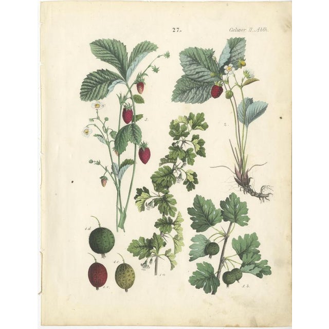 Dr. Calwer, Currants and Wild Berries, 1854, Chromolithographs on Paper For Sale - Image 6 of 9